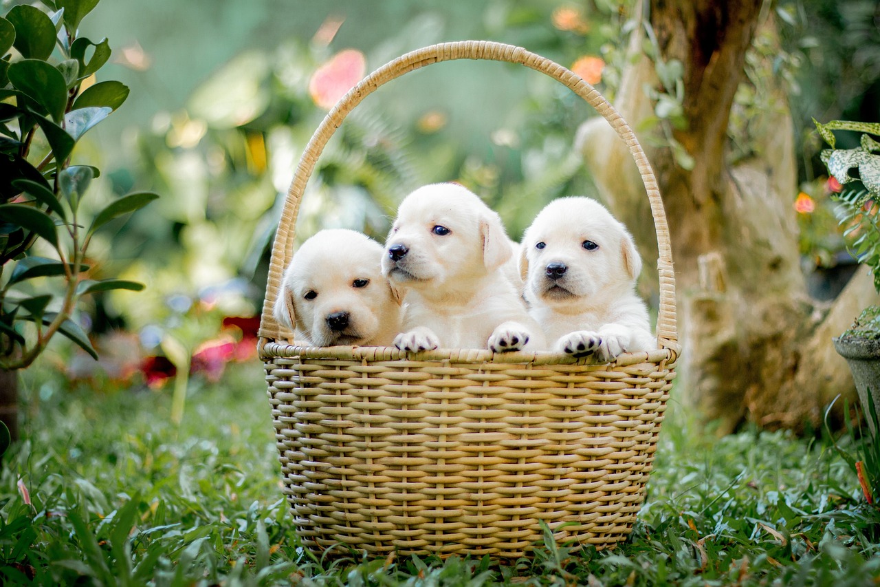 animals, puppy, canine, pet, dogs, mammal, nature, friend, basket, breed, labrador, retriever