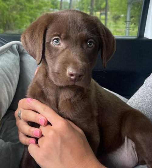 SADIE 000